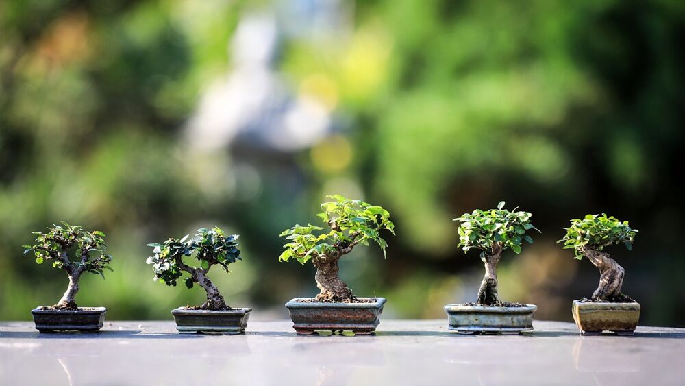 Immagine di tanti bonsai