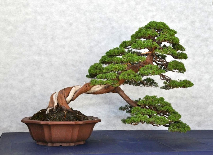 Immagine del mio bonsai preferito del vivaio franchi